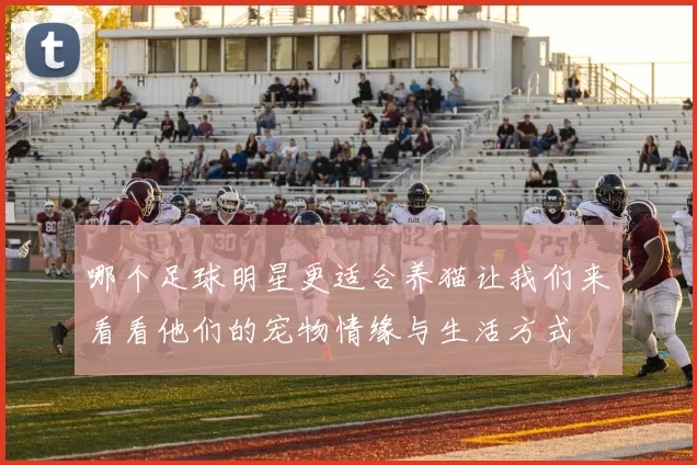 哪个足球明星更适合养猫让我们来看看他们的宠物情缘与生活方式